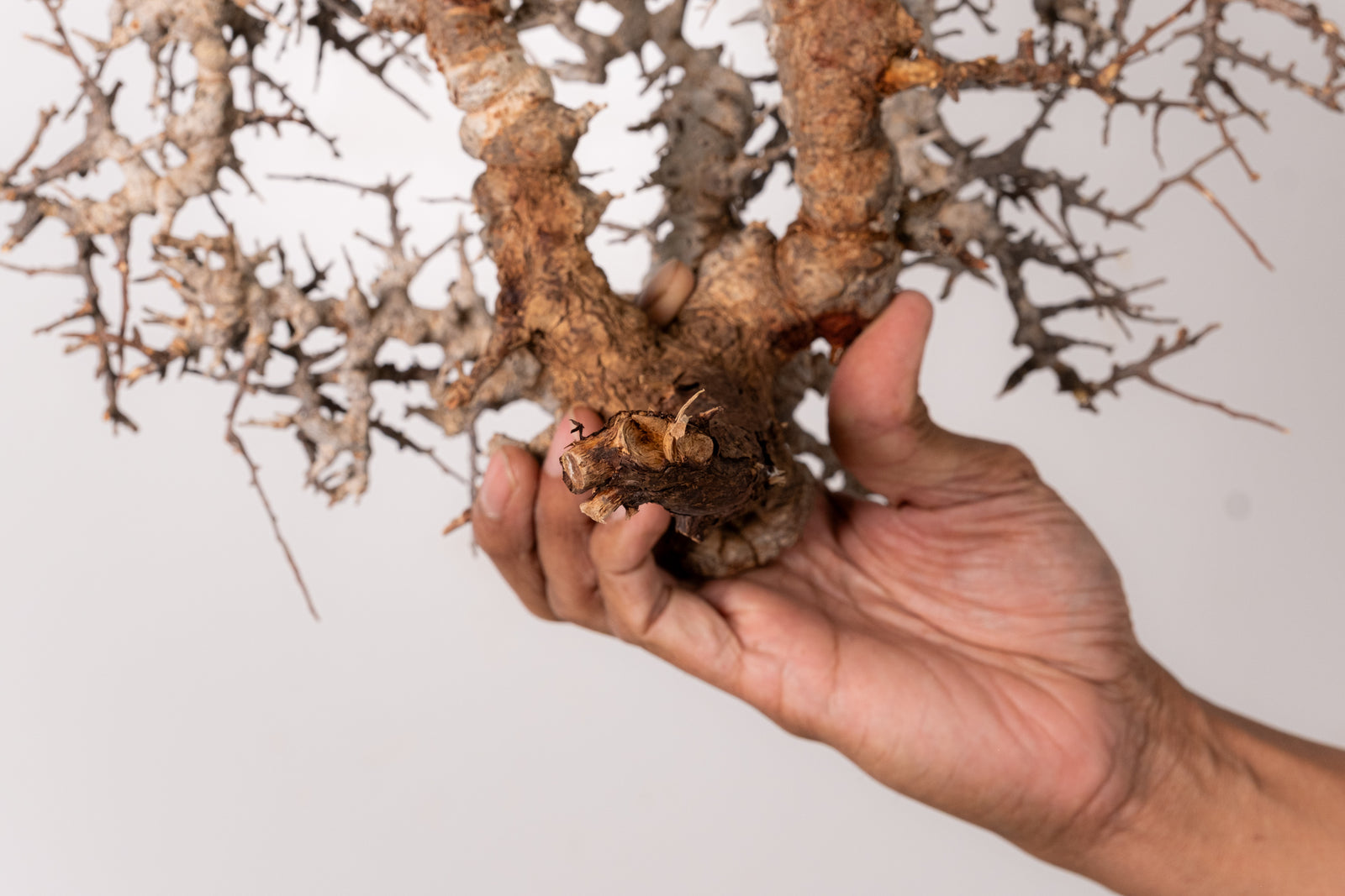 TN96コミフォラ エイル Commiphora sp. 'Eyl' – KOMO