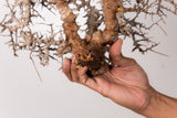 TN96コミフォラ エイル Commiphora sp. 'Eyl'