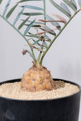 12 エンセファラルトス・ホリダス