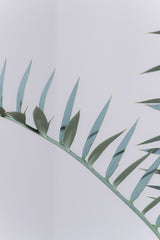 12 エンセファラルトス・ホリダス