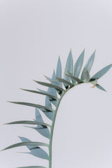 12 エンセファラルトス・ホリダス