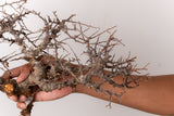 TN97コミフォラ エイル Commiphora sp. 'Eyl'