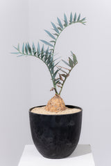 12 エンセファラルトス・ホリダス