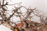 TN97コミフォラ エイル Commiphora sp. 'Eyl'