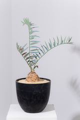 12 エンセファラルトス・ホリダス