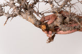TN97コミフォラ エイル Commiphora sp. 'Eyl'