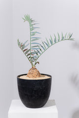 12 エンセファラルトス・ホリダス