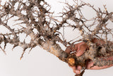 TN97コミフォラ エイル Commiphora sp. 'Eyl'