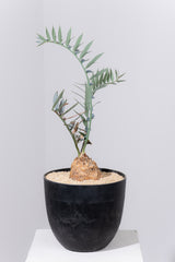 12 エンセファラルトス・ホリダス