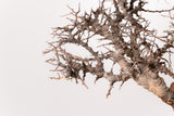 TN97コミフォラ エイル Commiphora sp. 'Eyl'