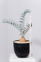 12 エンセファラルトス・ホリダス