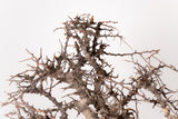 TN97コミフォラ エイル Commiphora sp. 'Eyl'