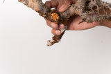 TN97コミフォラ エイル Commiphora sp. 'Eyl'