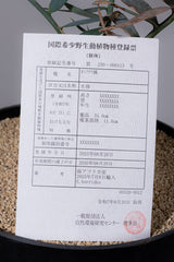 12 エンセファラルトス・ホリダス