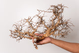 TN97コミフォラ エイル Commiphora sp. 'Eyl'