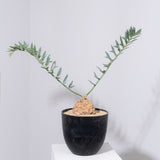 11 エンセファラルトス・ホリダス