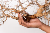TN97コミフォラ エイル Commiphora sp. 'Eyl'