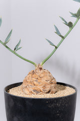 11 エンセファラルトス・ホリダス