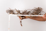 TN97コミフォラ エイル Commiphora sp. 'Eyl'