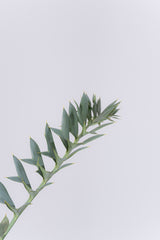 11 エンセファラルトス・ホリダス