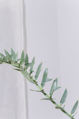 11 エンセファラルトス・ホリダス