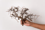 TN98コミフォラ エイル Commiphora sp. 'Eyl'