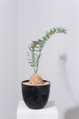 11 エンセファラルトス・ホリダス