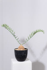 11 エンセファラルトス・ホリダス