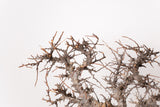 TN98コミフォラ エイル Commiphora sp. 'Eyl'