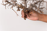 TN98コミフォラ エイル Commiphora sp. 'Eyl'
