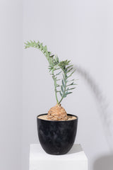 11 エンセファラルトス・ホリダス