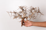 TN98コミフォラ エイル Commiphora sp. 'Eyl'