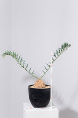 11 エンセファラルトス・ホリダス