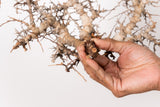 TN98コミフォラ エイル Commiphora sp. 'Eyl'