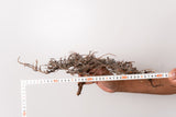 TN98コミフォラ エイル Commiphora sp. 'Eyl'