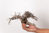 TN99コミフォラ エイル Commiphora sp. 'Eyl'
