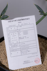 11 エンセファラルトス・ホリダス