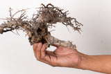 TN99コミフォラ エイル Commiphora sp. 'Eyl'