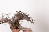 TN99コミフォラ エイル Commiphora sp. 'Eyl'
