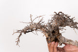 TN99コミフォラ エイル Commiphora sp. 'Eyl'