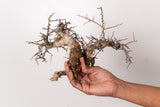 TN99コミフォラ エイル Commiphora sp. 'Eyl'