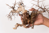 TN99コミフォラ エイル Commiphora sp. 'Eyl'