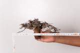 TN99コミフォラ エイル Commiphora sp. 'Eyl'
