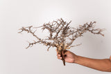 TN100コミフォラ エイル Commiphora sp. 'Eyl'