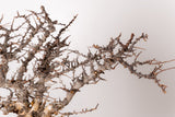 TN100コミフォラ エイル Commiphora sp. 'Eyl'