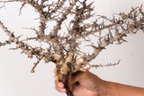 TN100コミフォラ エイル Commiphora sp. 'Eyl'