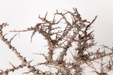 TN100コミフォラ エイル Commiphora sp. 'Eyl'
