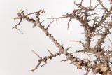 TN100コミフォラ エイル Commiphora sp. 'Eyl'