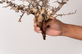 TN100コミフォラ エイル Commiphora sp. 'Eyl'
