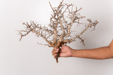 TN100コミフォラ エイル Commiphora sp. 'Eyl'